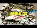 無料ダウンロード アジ サバ 185472-アジ鯖