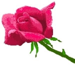 flores12