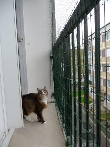 Cloture Sur Le Balcon Pour Chat Fugueur A Senlis Enclos Pour Chat Enclos Pour Chat Enclos Pour Chat Filet Pour Chat Protection Pour Chat
