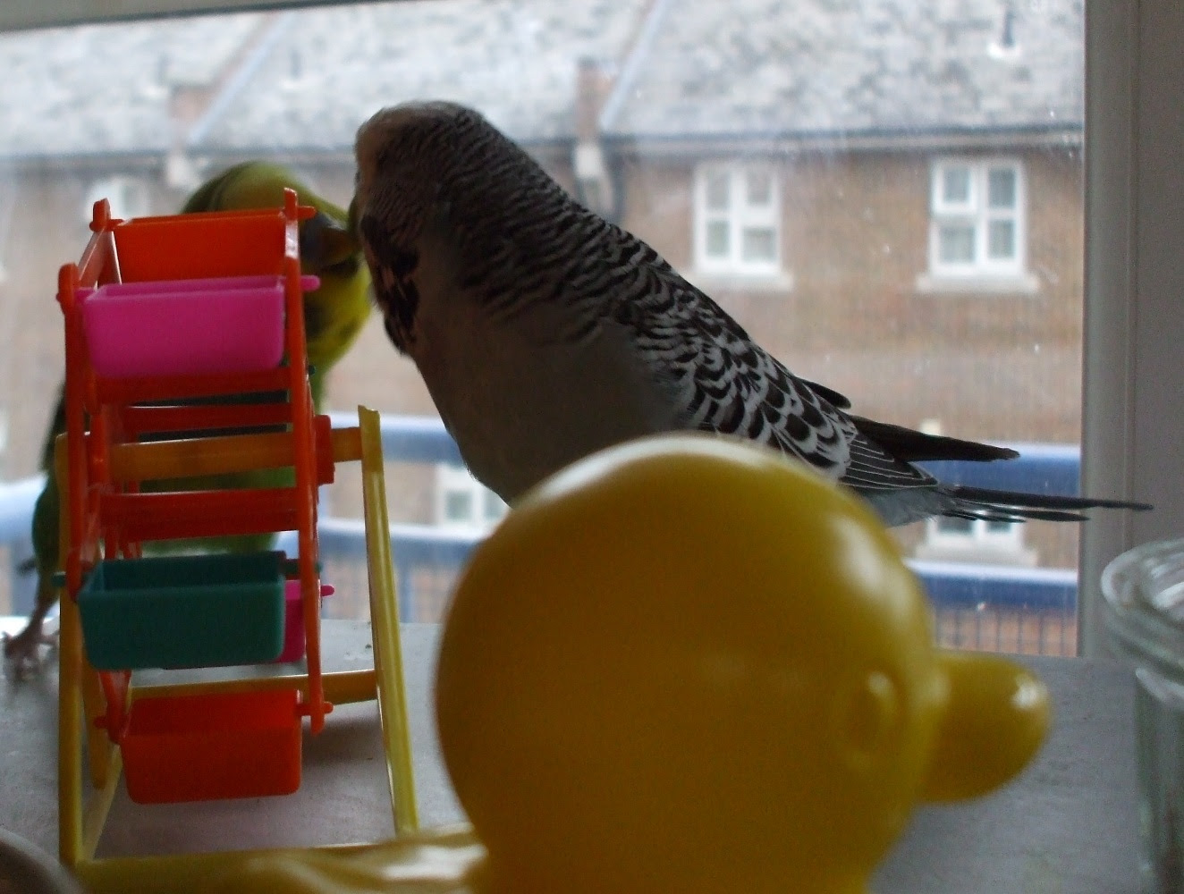 big duck head 28 9 10