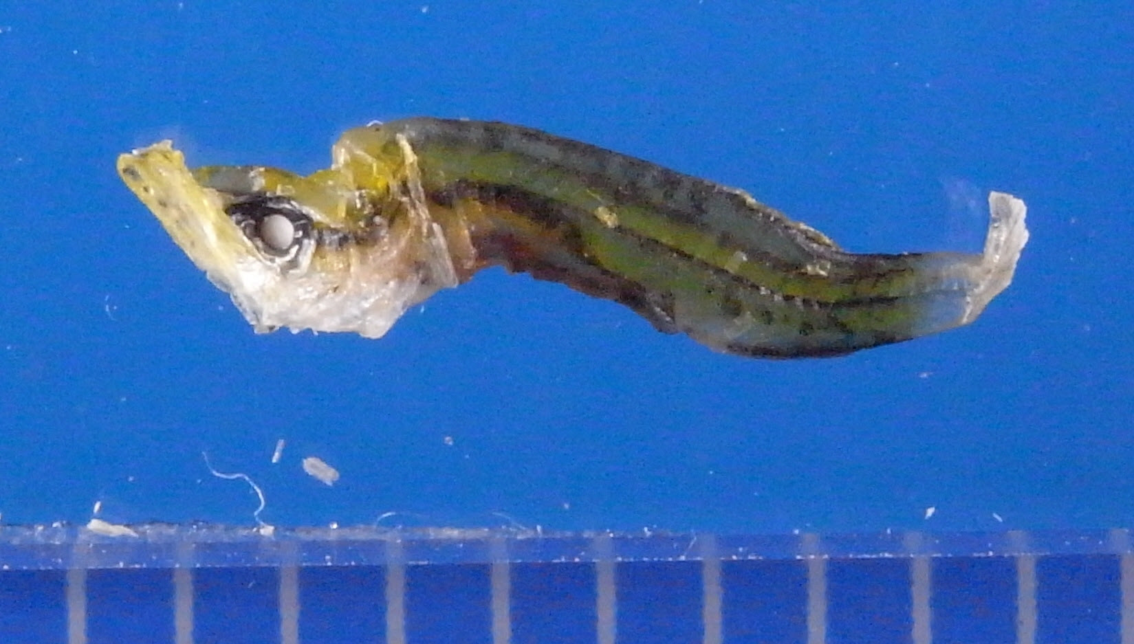 魚類 スズキ目 ハゼ亜目 ハゼ科 ハゼのなかま チリモン図鑑 写真を撮って チリモンをチェックして図鑑に登録しよう