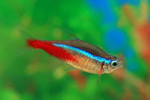 ネオンテトラの口に白いものが これって病気なの 熱帯魚 淡水魚 海水魚の図鑑