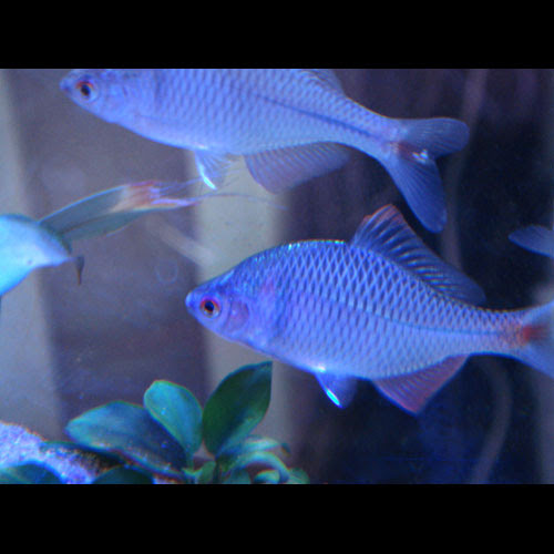 レイアウト水槽参考データ 13 8荒川店 熱帯魚ショップトロピランド