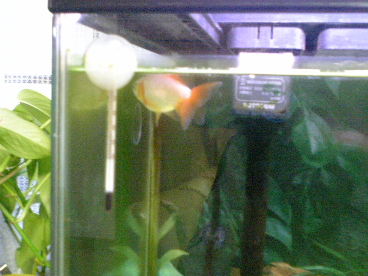 地金が転覆病 温泉金魚et Cetera
