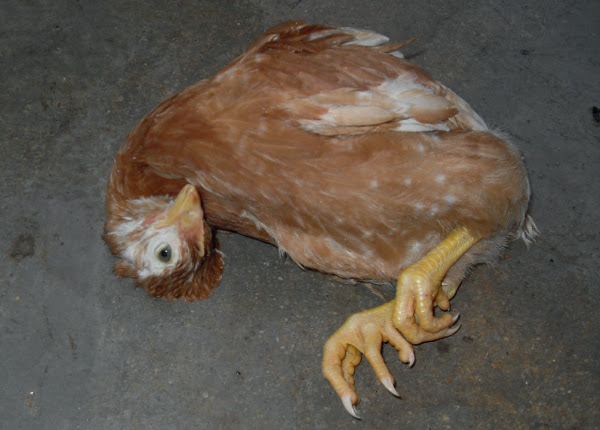 Newcastle Disease Goldenmed