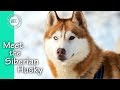 Huskies Dogs