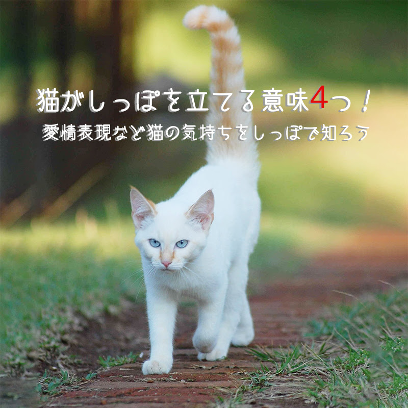 猫のしっぽは8種類 短いしっぽなど様々な形を持つ理由
