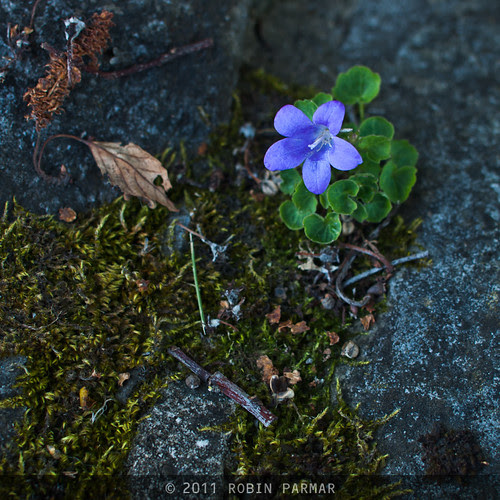 wildflower and moss @ f/4