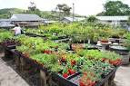 home gardening tips