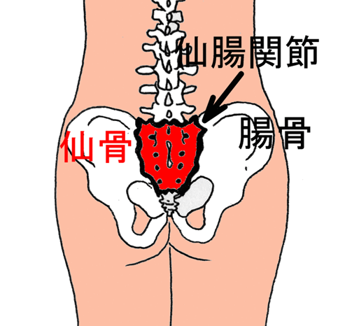 腰痛でお尻 仙骨 に痛みが出る 札幌の腰痛専門整体院 札幌の整体 信頼度no1 肩こり 腰痛回復センター