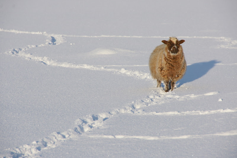 File:Sheep in the snow, Baltasound - geograph.org.uk - 1725749.jpg