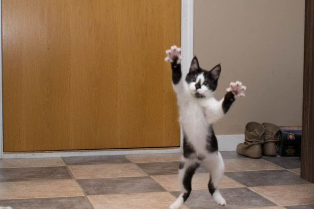 These Funny Animals