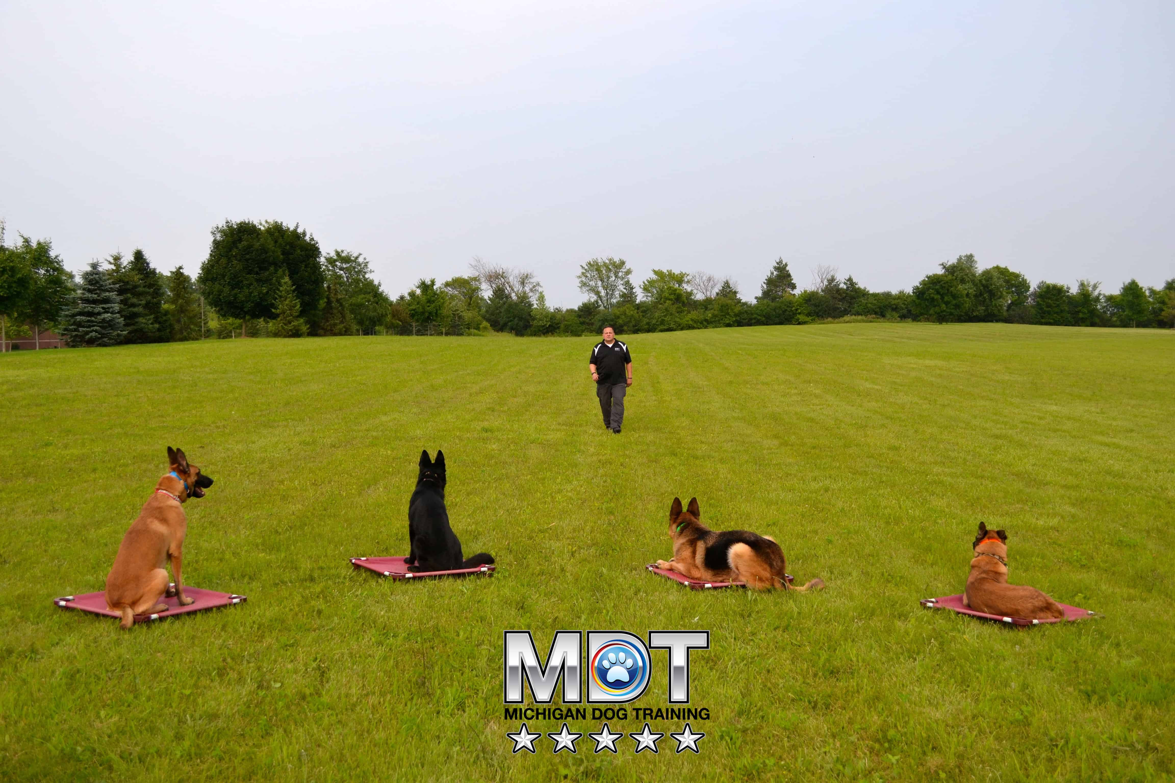 Michigan Dog Training | HELPING HIGH ENERGY DOGS BECOME ...
