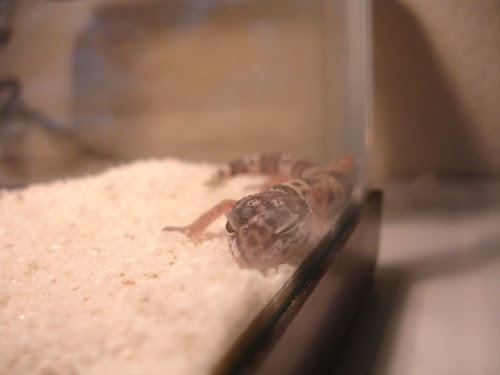 Leopard Gecko