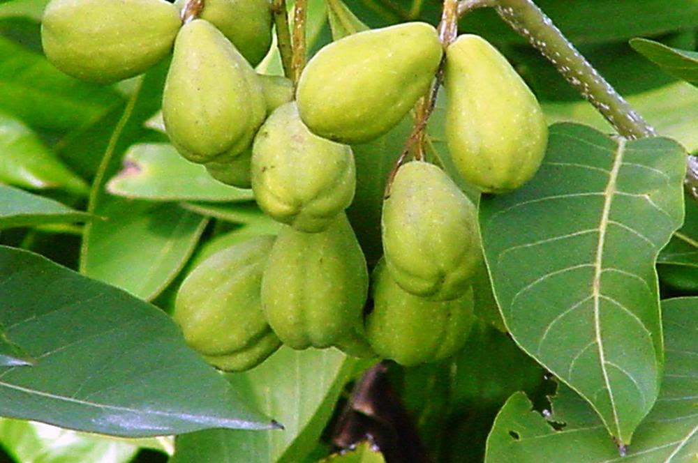 http://www.onlyfoods.net/wp-content/uploads/2012/02/Terminalia-chebula-Haritaki-Pictures.jpg