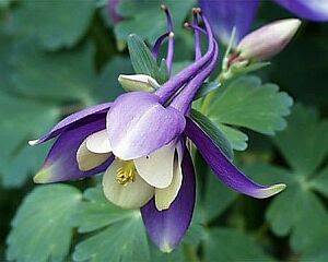 オダマキ おだまき 苧環 の花言葉 花言葉事典