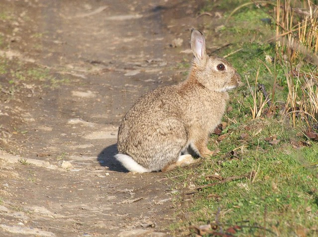 DSC_3682 Rabbit
