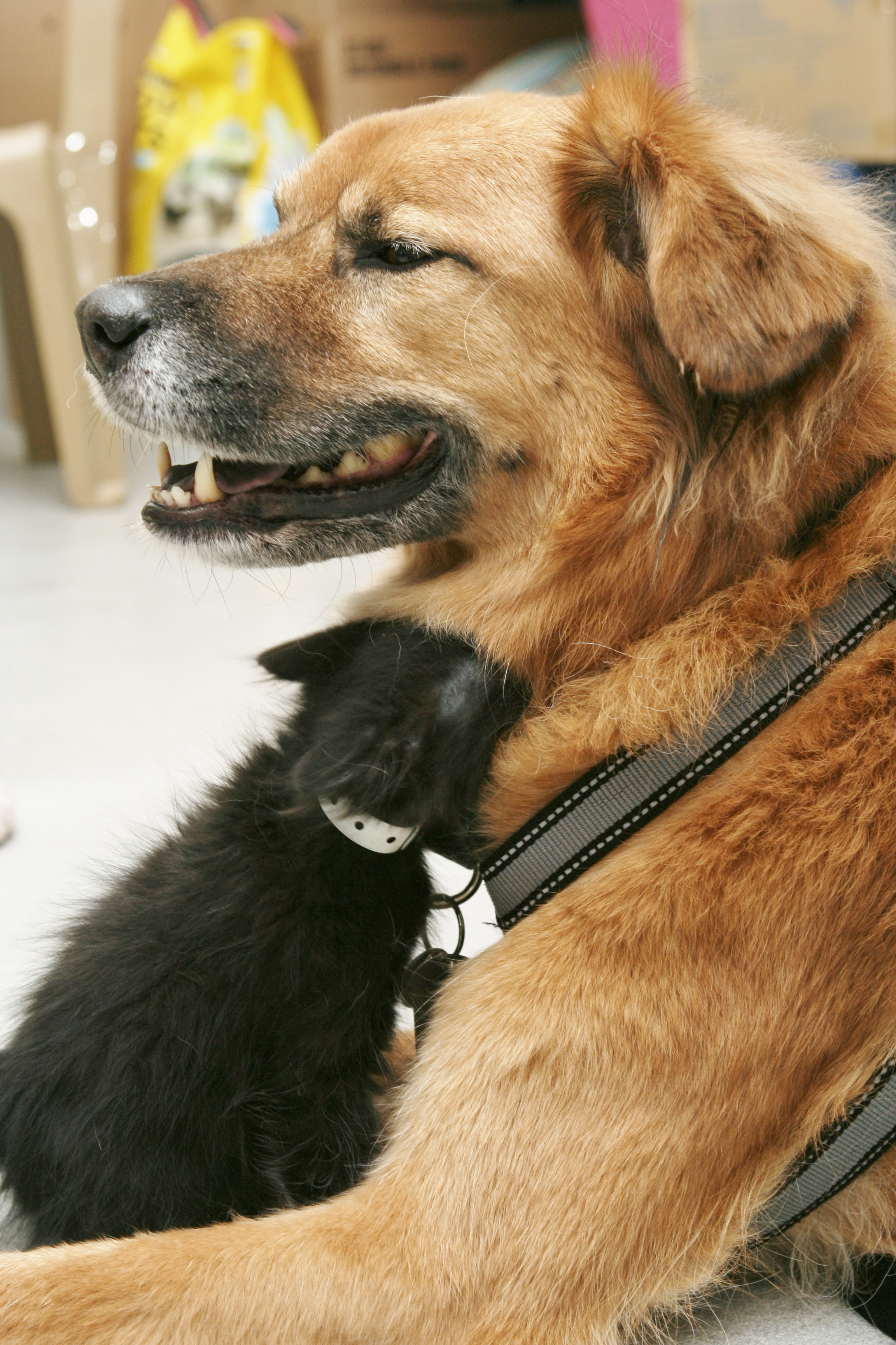 This Dog Is A Nanny For Kittens
