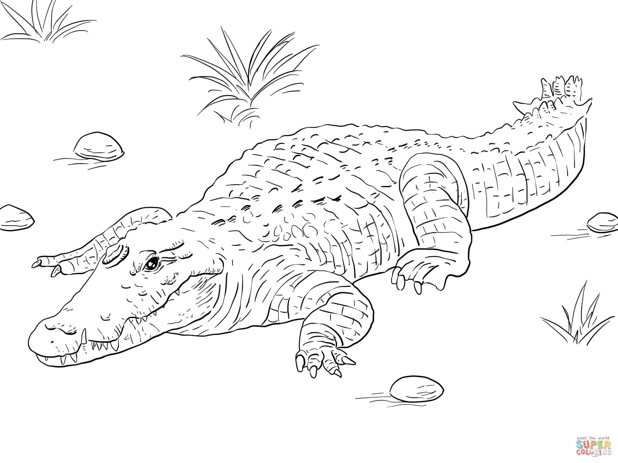 Coloriage crocodile gratuit