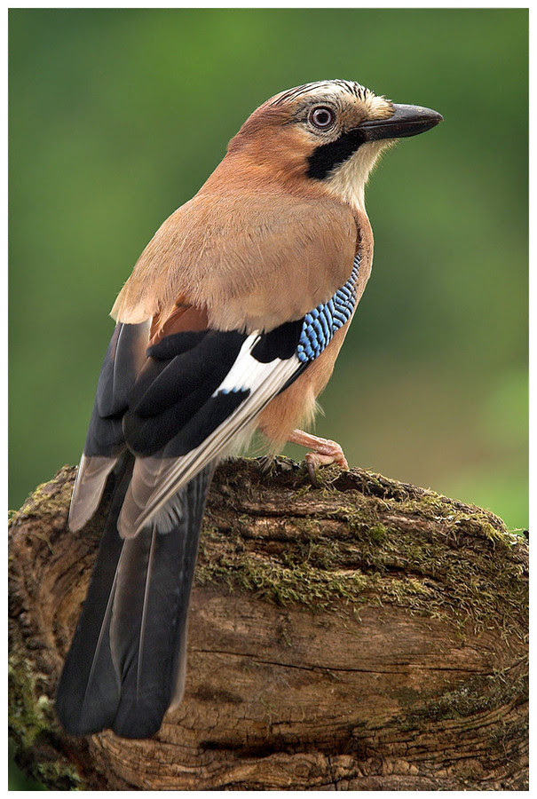 500px favs, rg443