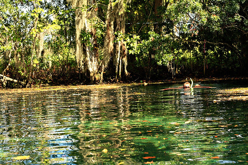 florida manatees 120