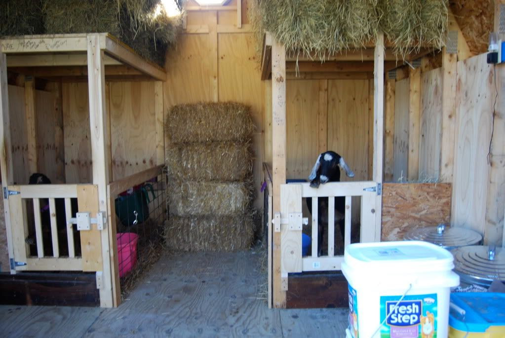 Barn Stall Goat