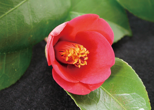 椿の花は 何故丸ごと落ちる ピンからキリまで