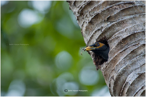 Sweet home by sachinvijayan