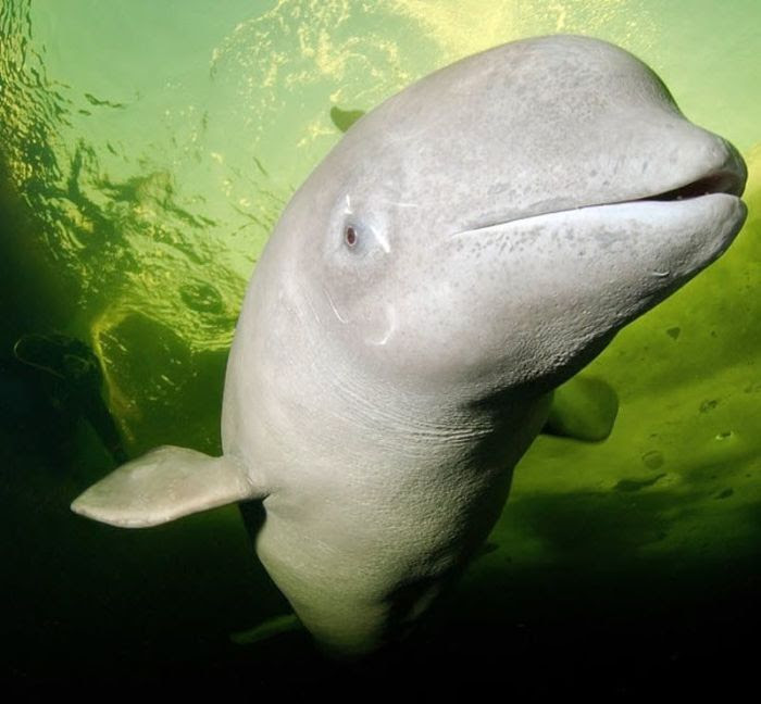 Swimming With Belugas (15 pics)