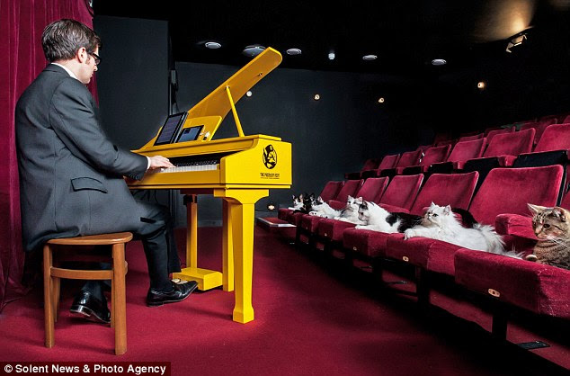 A pur-fect composition? Scientists have created the world's first keyboard for cats (pictured) which plays notes at ultrasonic frequencies that cats can hear. In this image, musical moggies attend a concert for kitties