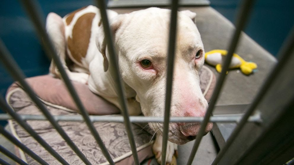 PHOTO: Mickey, a pit bull, at West Valley Animal Care Center in Phoenix, attacked 4-year-old Kevin Vicente in Feburary 2014. 