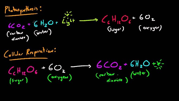 What Are The Reactants In The Equation For Cellular Respiration? : Respiratory System - The Hairy Sea Cucumber : C6h12o6 + 6o2 _ 38 atp + 6co2 + 6h2o represents which cellular process?