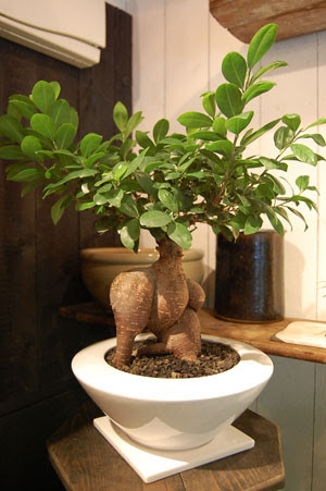 ガジュマル根上り Collection コレクション Neo Green ネオグリーン