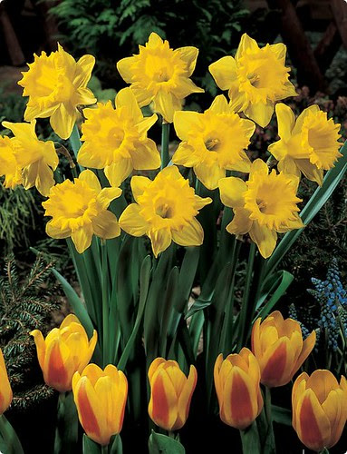 HUYỀN VŨ: NARCISSUS  HOA THỦY TIÊN