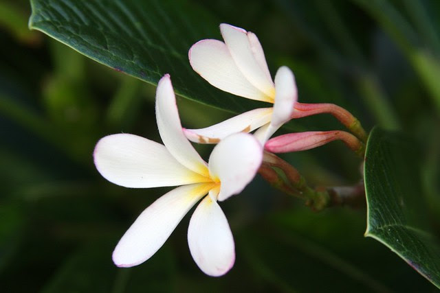 plumeria