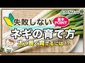 ネギ 家庭 菜園 766542-ネギ 家庭 菜園