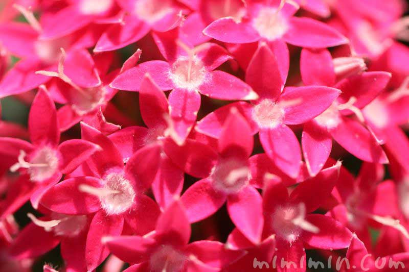 ペンタスの花の写真 ペンタスの花言葉 みみみんブログ