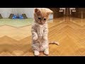 [無料ダウンロード！ √] 子猫 画像 かわいい 329578-猫 子猫 かわいい 画像
