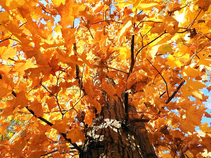 Fall Colours Michigan