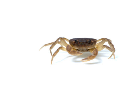 冬のサワガニの捕獲方法や罠は カニlab