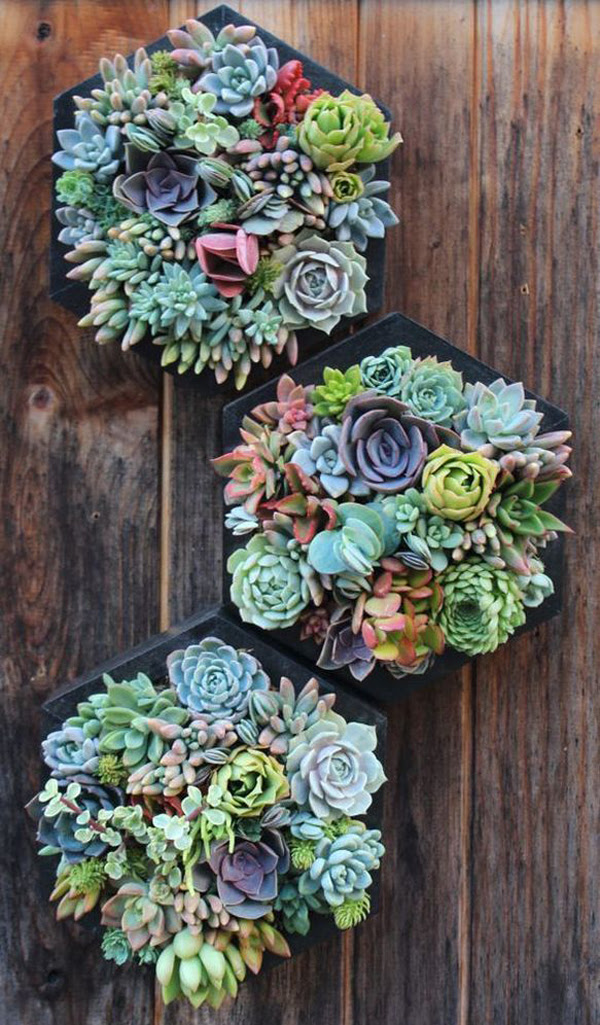 20 Gorgeous Succulent Wall Art To Display Houseplants 20 Gorgeous Succulent Wall Art To Display Houseplants