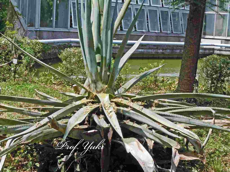 数十年に一度咲いて枯れるアオノリュウゼツランが 京都府立植物園で今咲いています プロフ ユキのブログ
