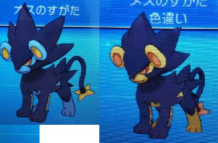 色違いに釘付け レントラー Xy