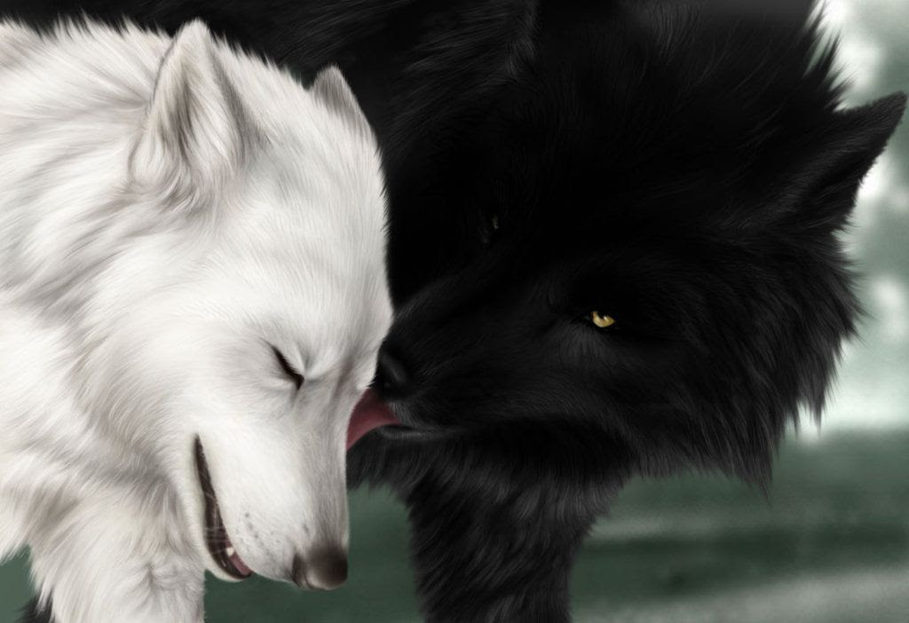 Calin Entre Un Loup Noir Et Blanc Belle Image Non