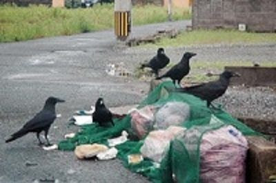賢いカラスの撃退方法 生物学博士いいなのぶっちゃけていいっすか