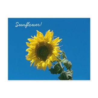 Postcard - Sunflower! postcard