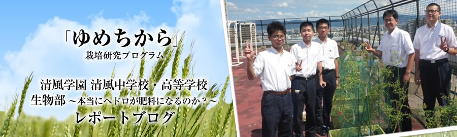 清風学園 清風中学校 高等学校 ゆめちから 栽培研究プログラム Part 3
