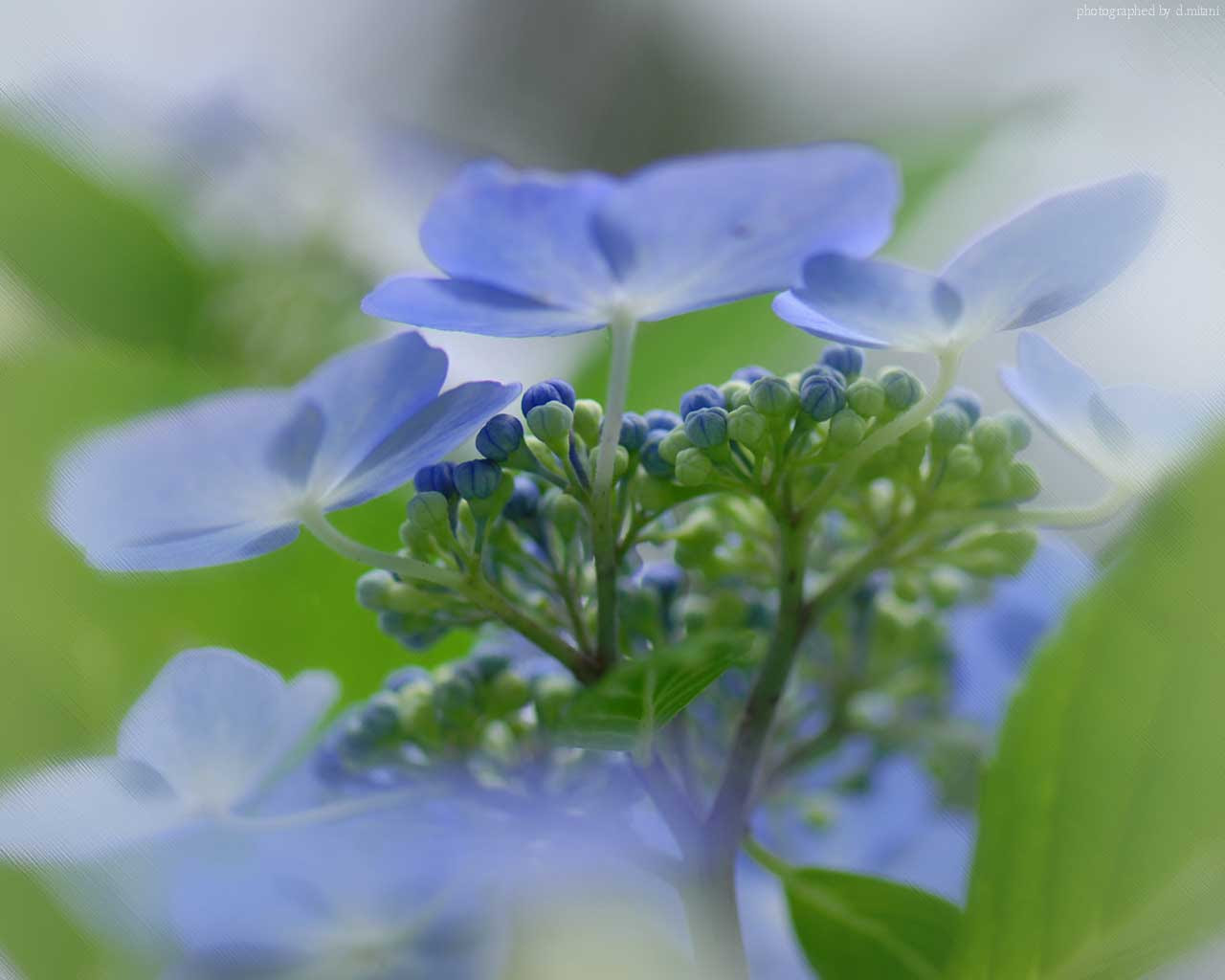 夏の壁紙 初夏の野から