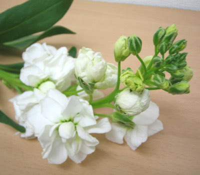 ストック 白 花の図書館