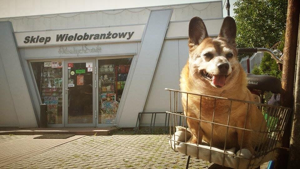 10 Polish meme pages you should be following - The Krakow Post